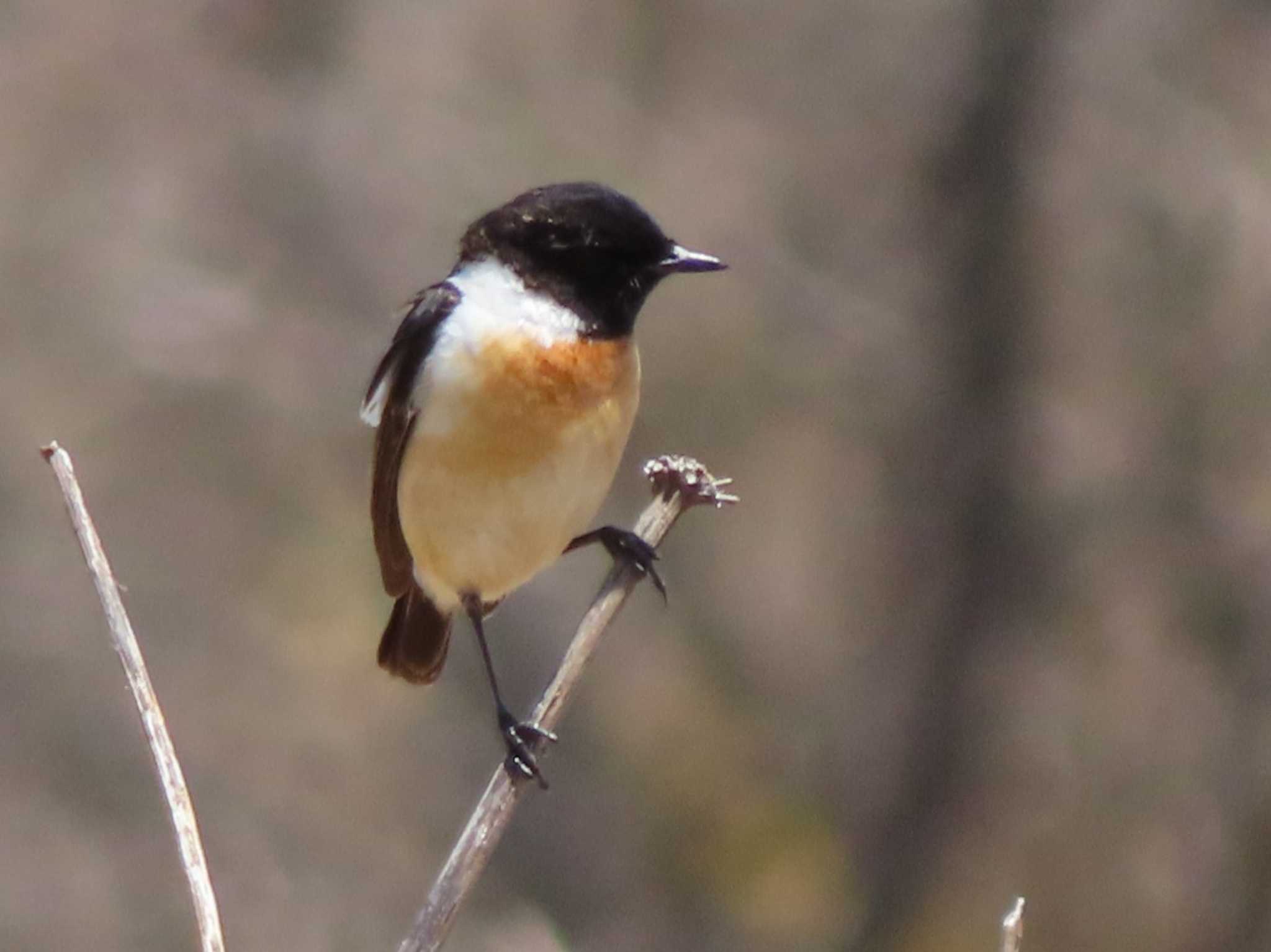 Amur Stonechat