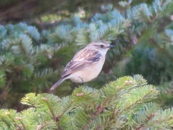 Amur Stonechat Kirigamine Highland Mon, 5/1/2023