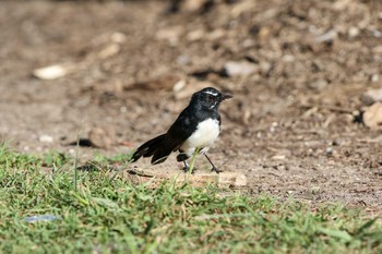 Willie Wagtail Esplanade(Cairns) Sat, 5/5/2018