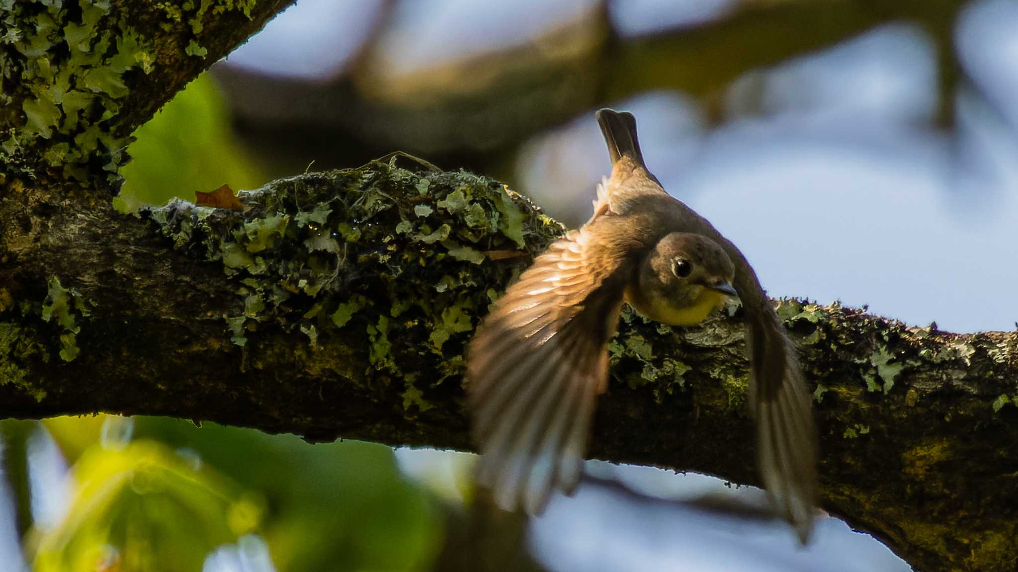 飛び立つコサメがかわいい②