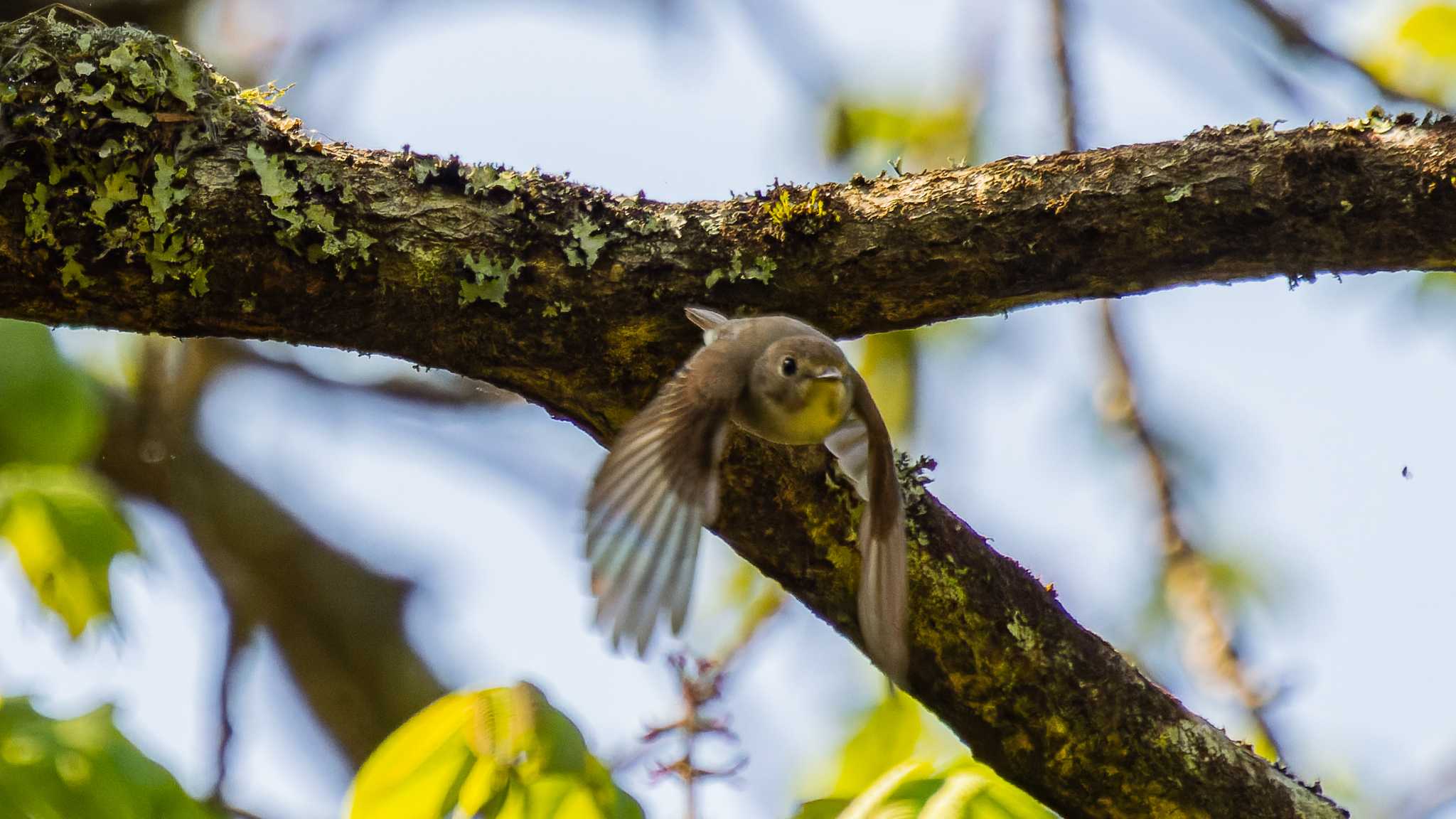 飛び立つコサメがかわいい③