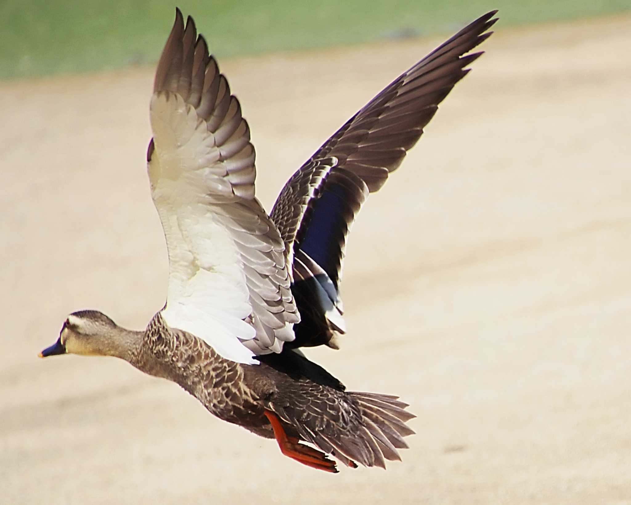 大仙公園 カルガモの写真