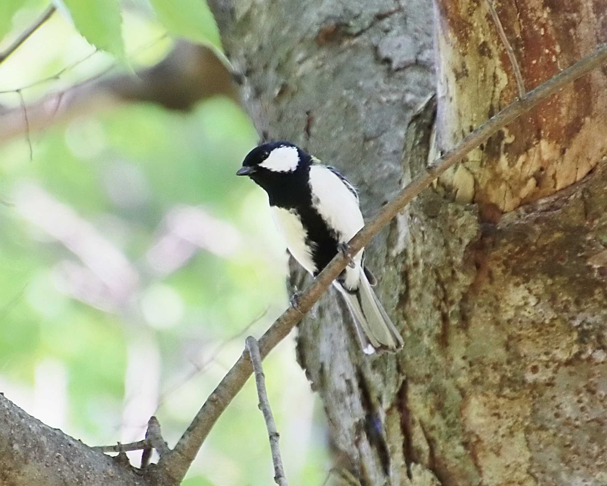 Japanese Tit