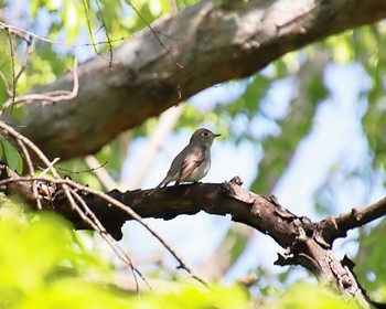 Mon, 5/1/2023 Birding report at 大仙公園