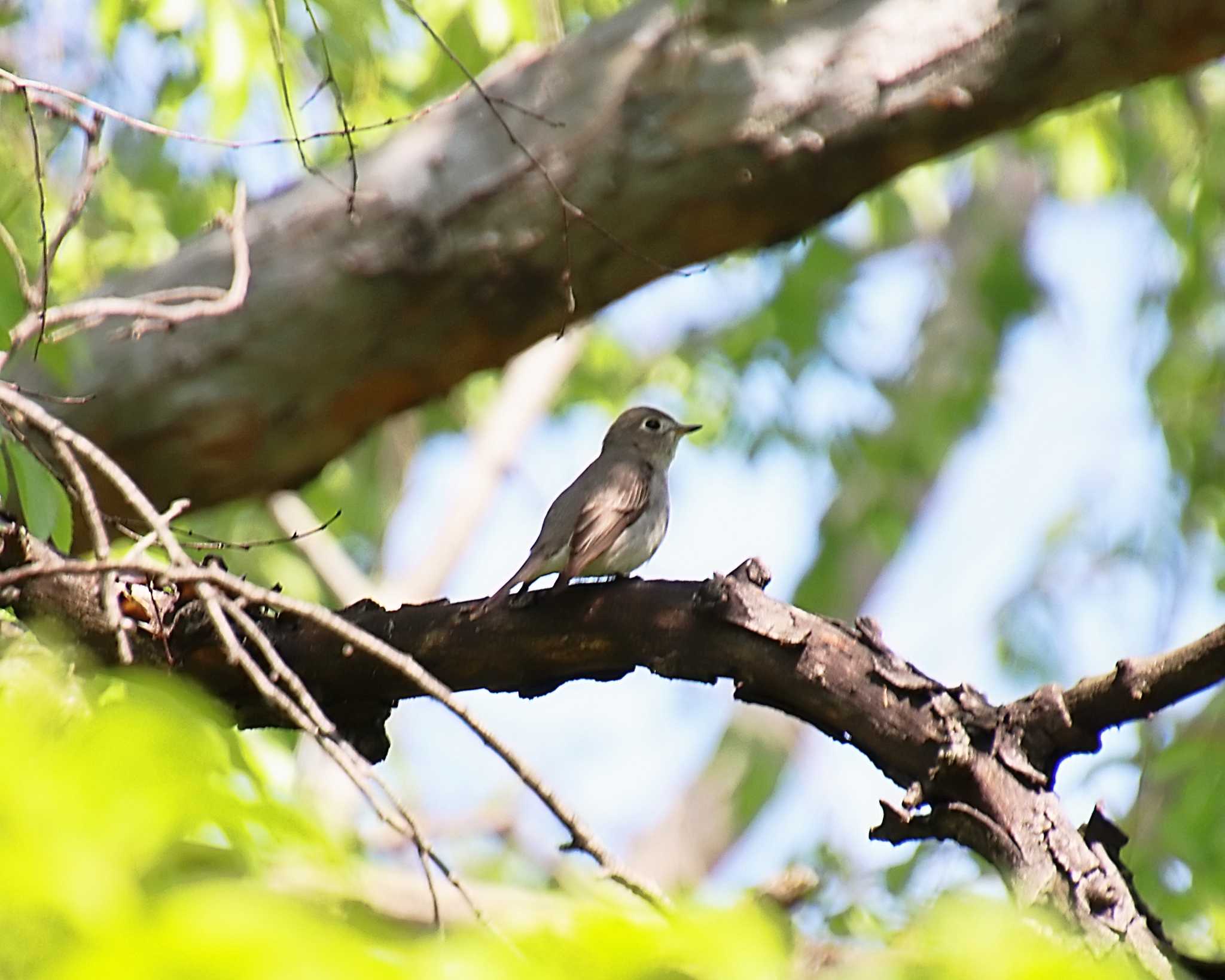 Asian Brown Flycatcher