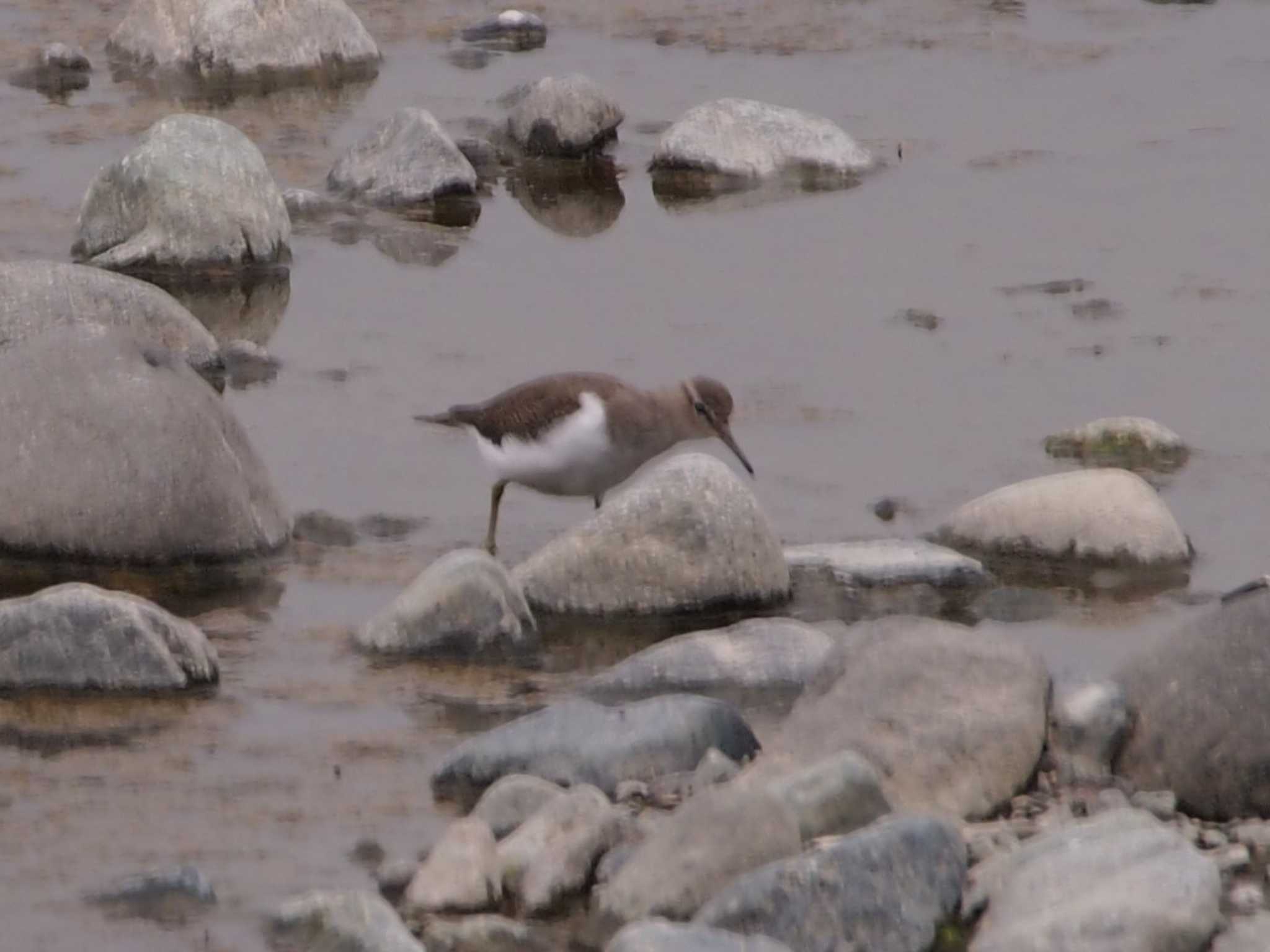 Long-billed Plover