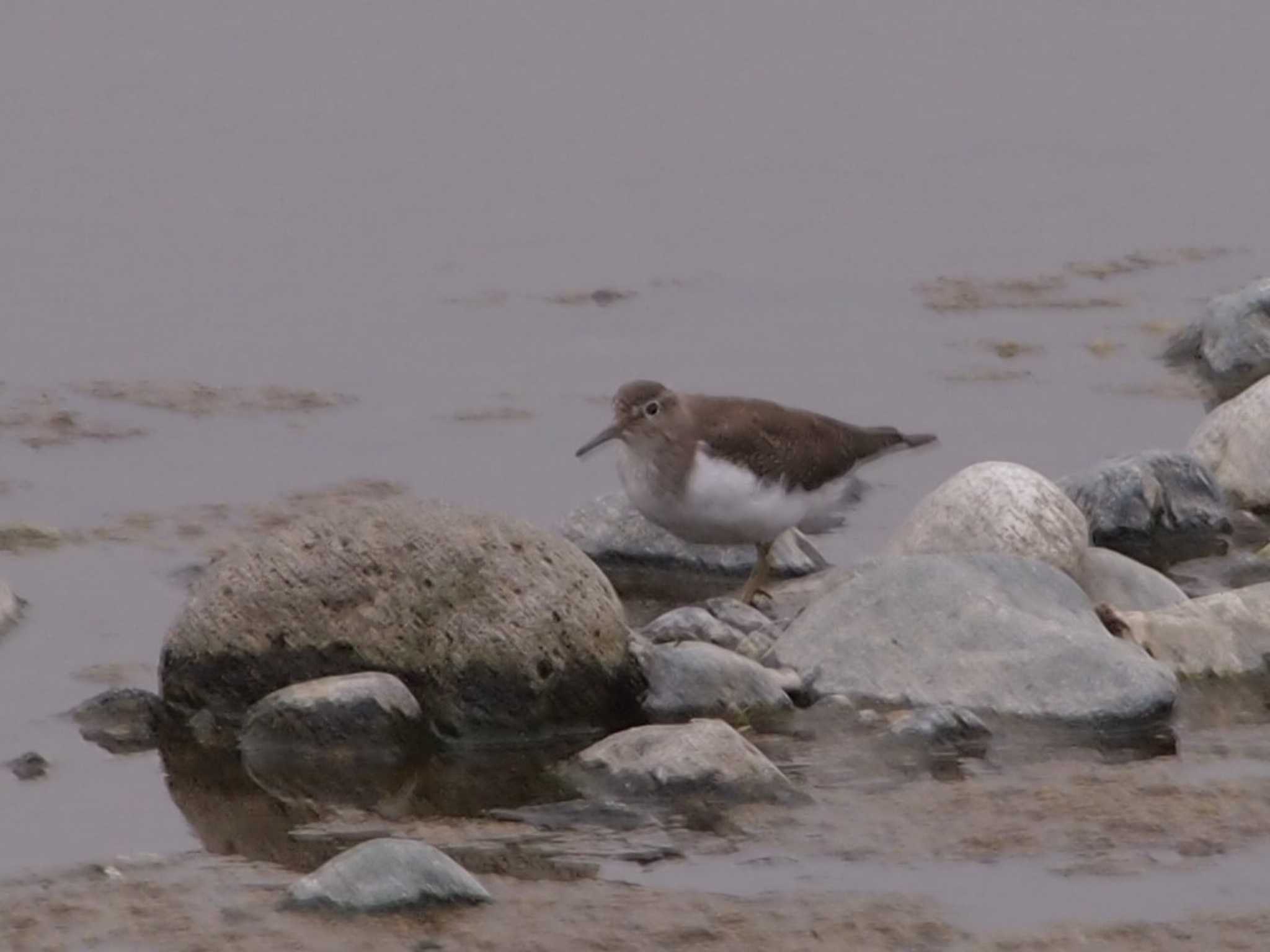 Long-billed Plover