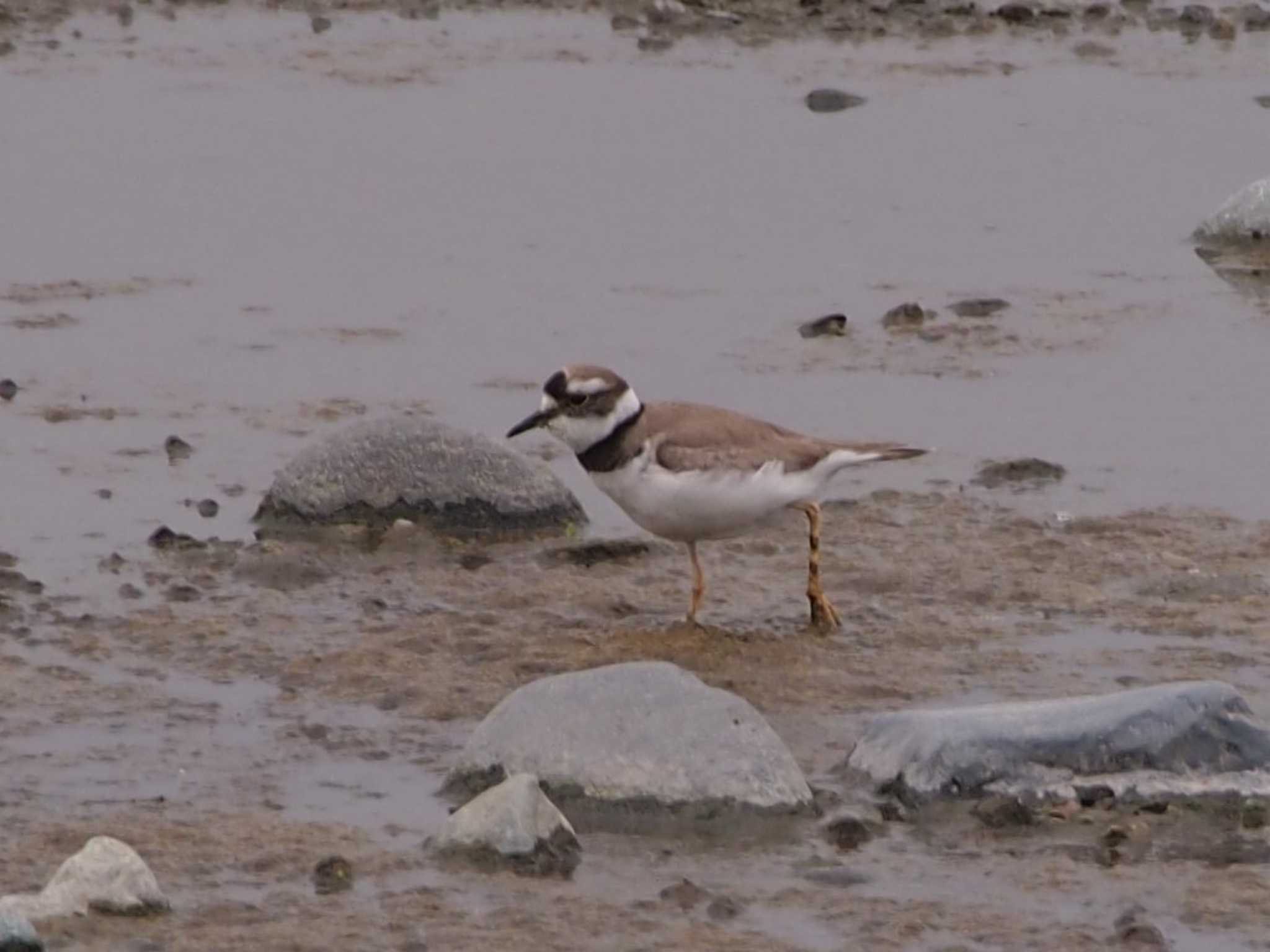 Photo of Little Ringed Plover at 酒匂川河口 by 塩昆布長