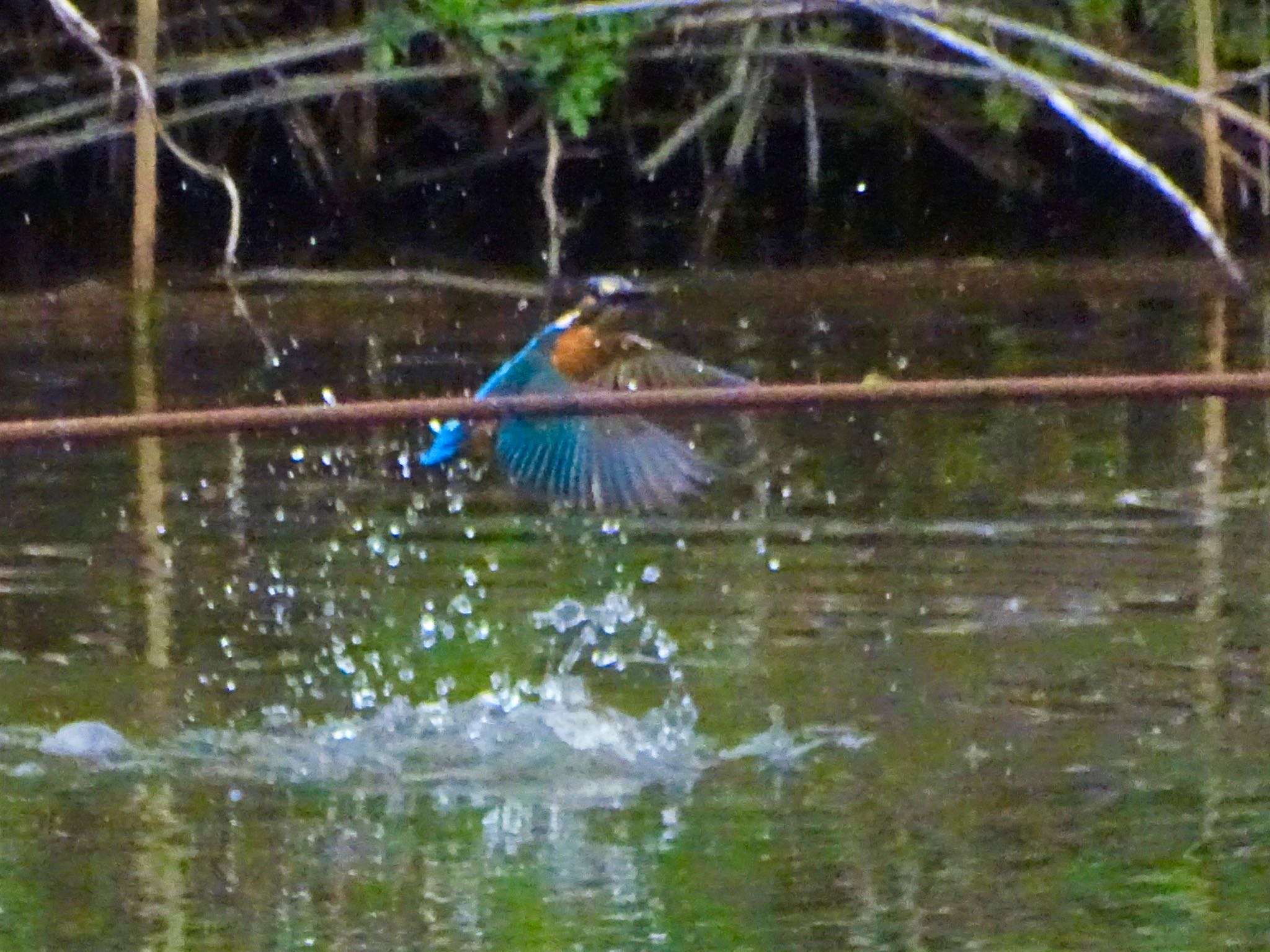 舞岡公園 カワセミの写真