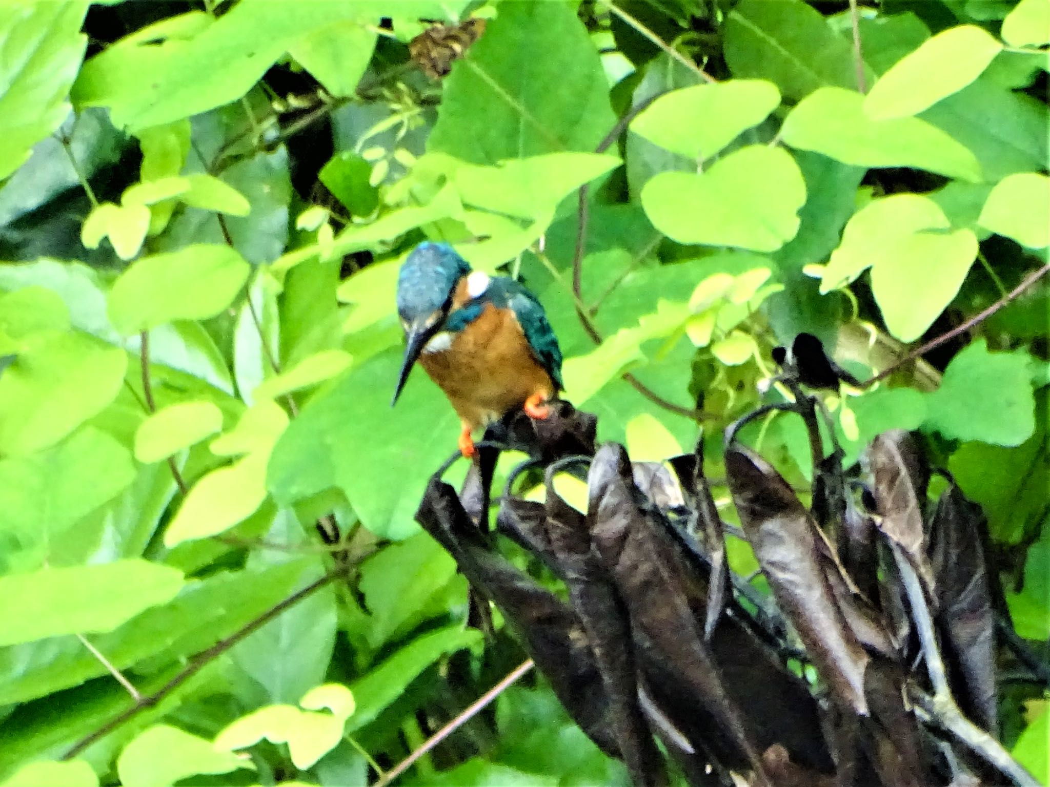 舞岡公園 カワセミの写真