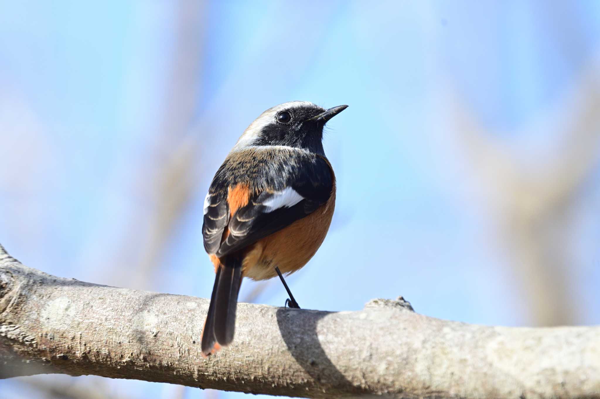 町田市内 ジョウビタキの写真 by がぶたん