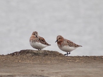 2023年5月1日(月) 葛西臨海公園の野鳥観察記録