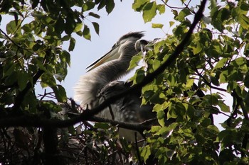 2018年6月11日(月) 和歌山城公園の野鳥観察記録