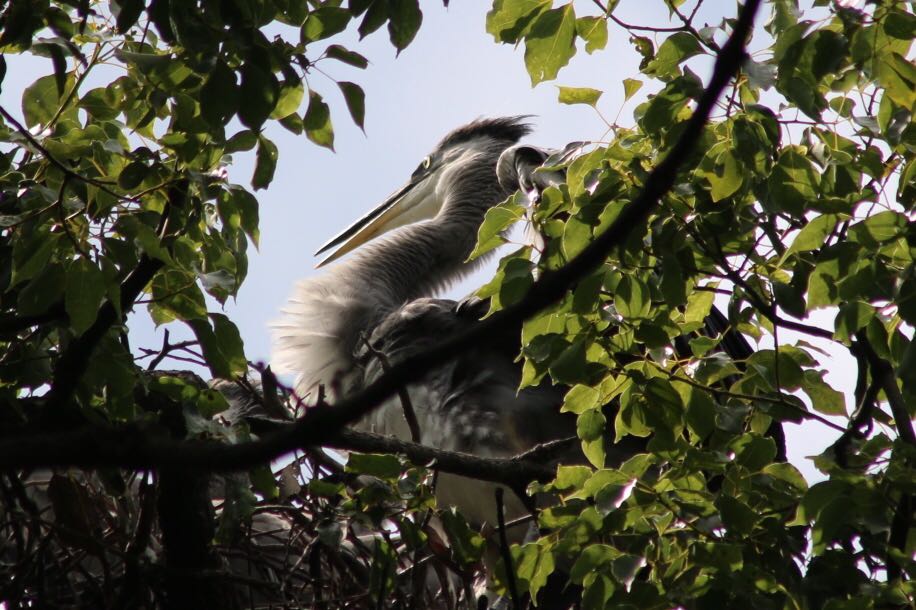 Grey Heron