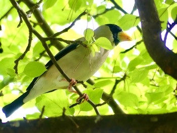 Sat, 4/29/2023 Birding report at 蓼科