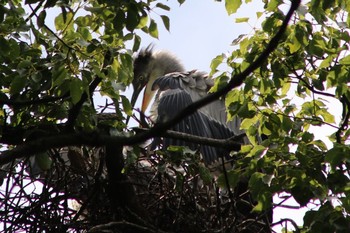 Grey Heron 和歌山城公園 Mon, 6/11/2018