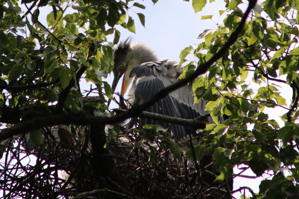 Grey Heron