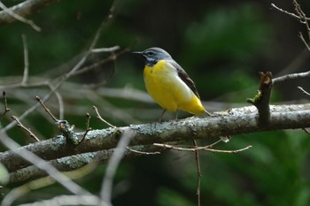 Grey Wagtail 青森県十和田市 Fri, 4/28/2023