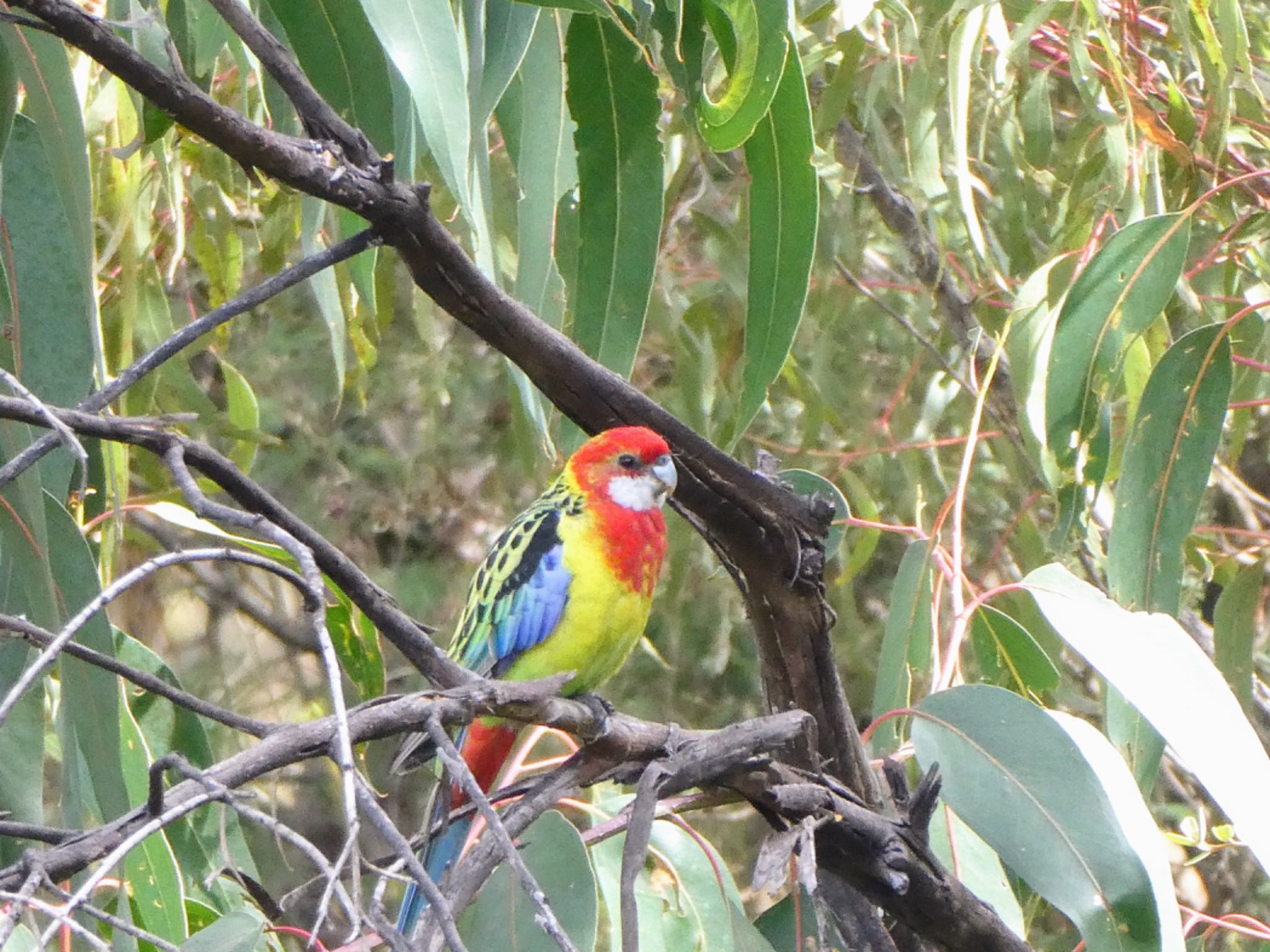 Red Hill, Canberra, ACT, Australia ナナクサインコの写真