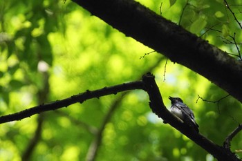 オオルリ 陣馬山 2023年4月20日(木)