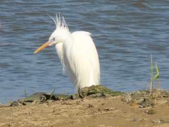 2023年4月30日(日) 厚狭川河口の野鳥観察記録