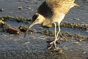 Eurasian Whimbrel 日の出三番瀬沿い緑道 Tue, 5/2/2023