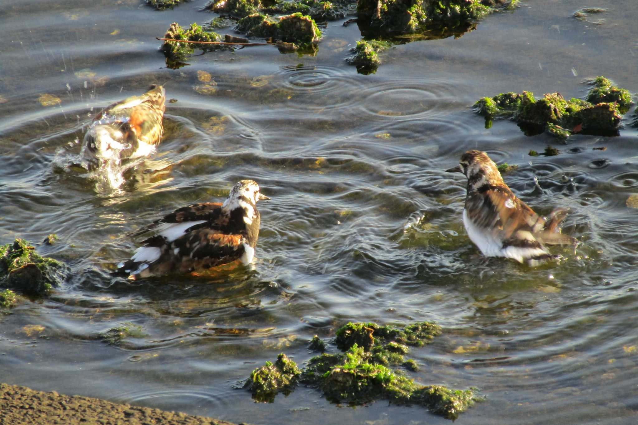 水浴びする キョウジョシギ