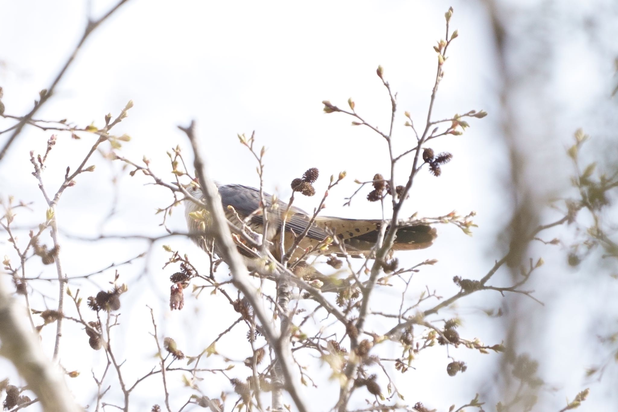 Photo of Oriental Cuckoo at 刈込湖 by アカウント5227