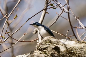 Siberian Blue Robin 刈込湖 Sat, 4/29/2023