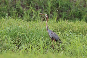 Purple Heron Ishigaki Island Sat, 6/2/2018