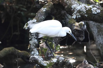 コサギ 明石公園 2023年3月5日(日)