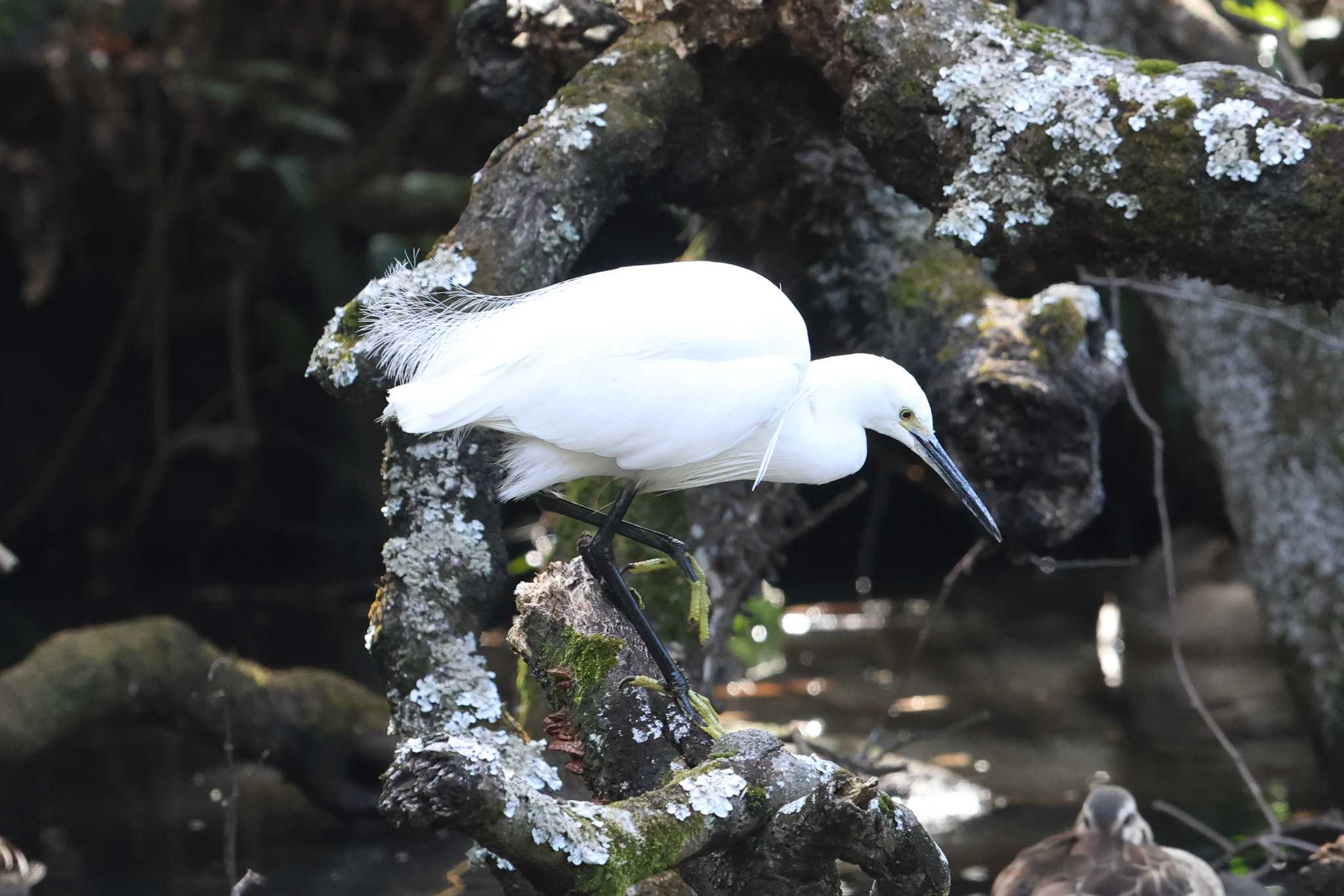 明石公園のコサギ