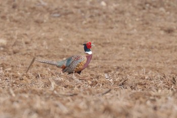 Common Pheasant Ishigaki Island Sat, 6/2/2018