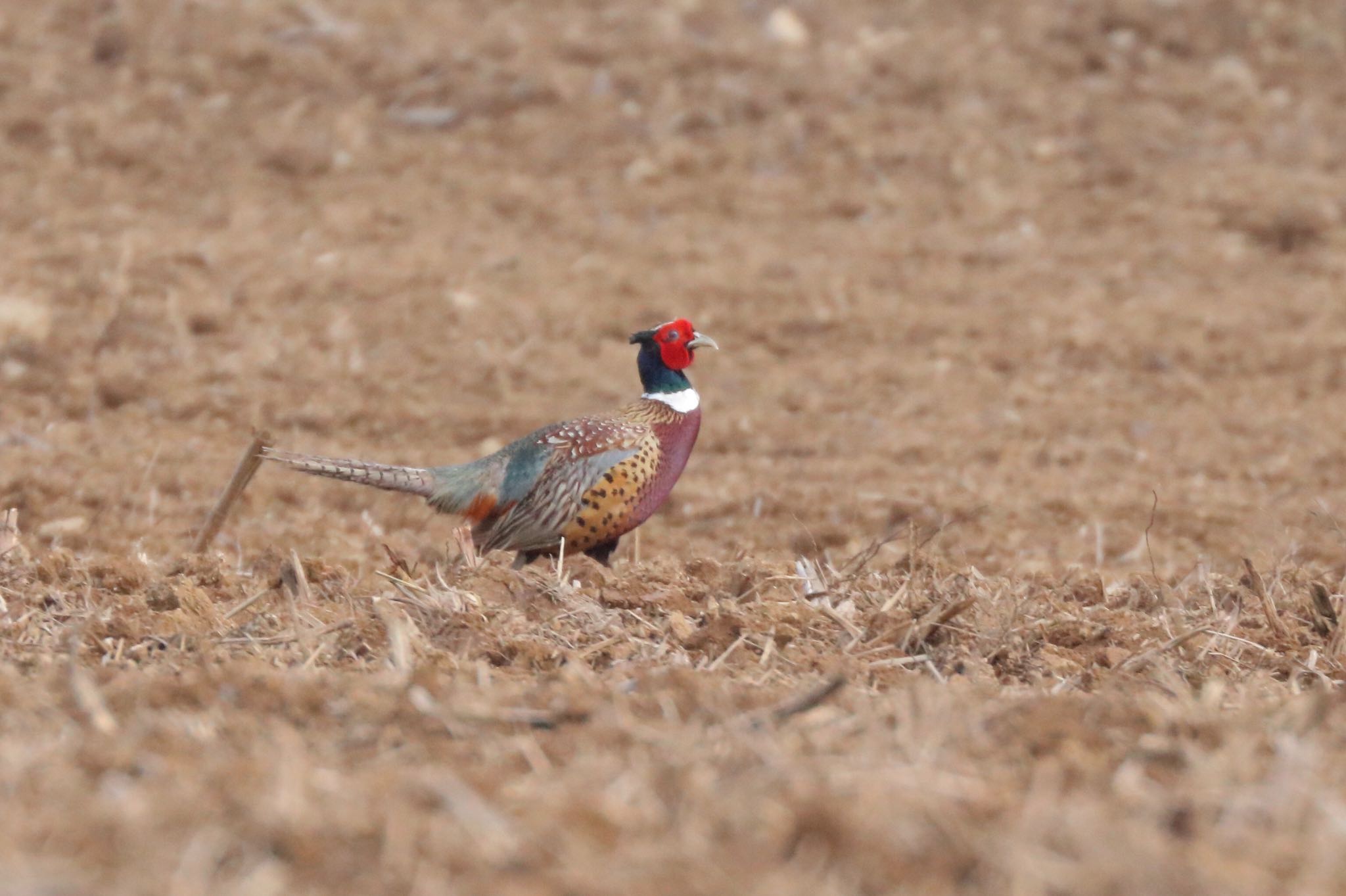 Photo of Common Pheasant at Ishigaki Island by Zakky