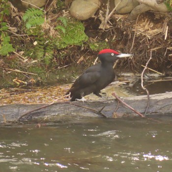 Black Woodpecker Makomanai Park Sun, 4/30/2023