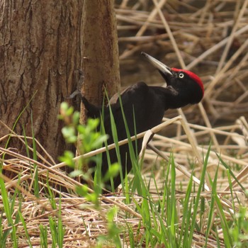 Black Woodpecker Makomanai Park Sun, 4/30/2023