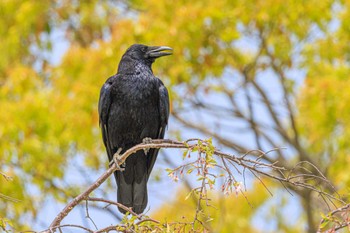 Carrion Crow 加古大池 Fri, 4/14/2023