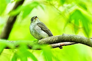 コサメビタキ 栃木県民の森 2023年4月29日(土)