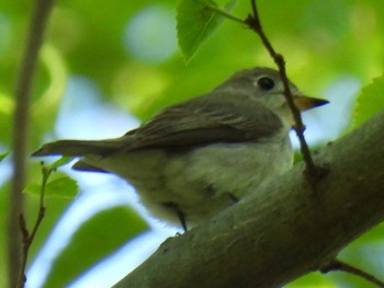 Asian Brown Flycatcher 航空公園 Tue, 5/2/2023