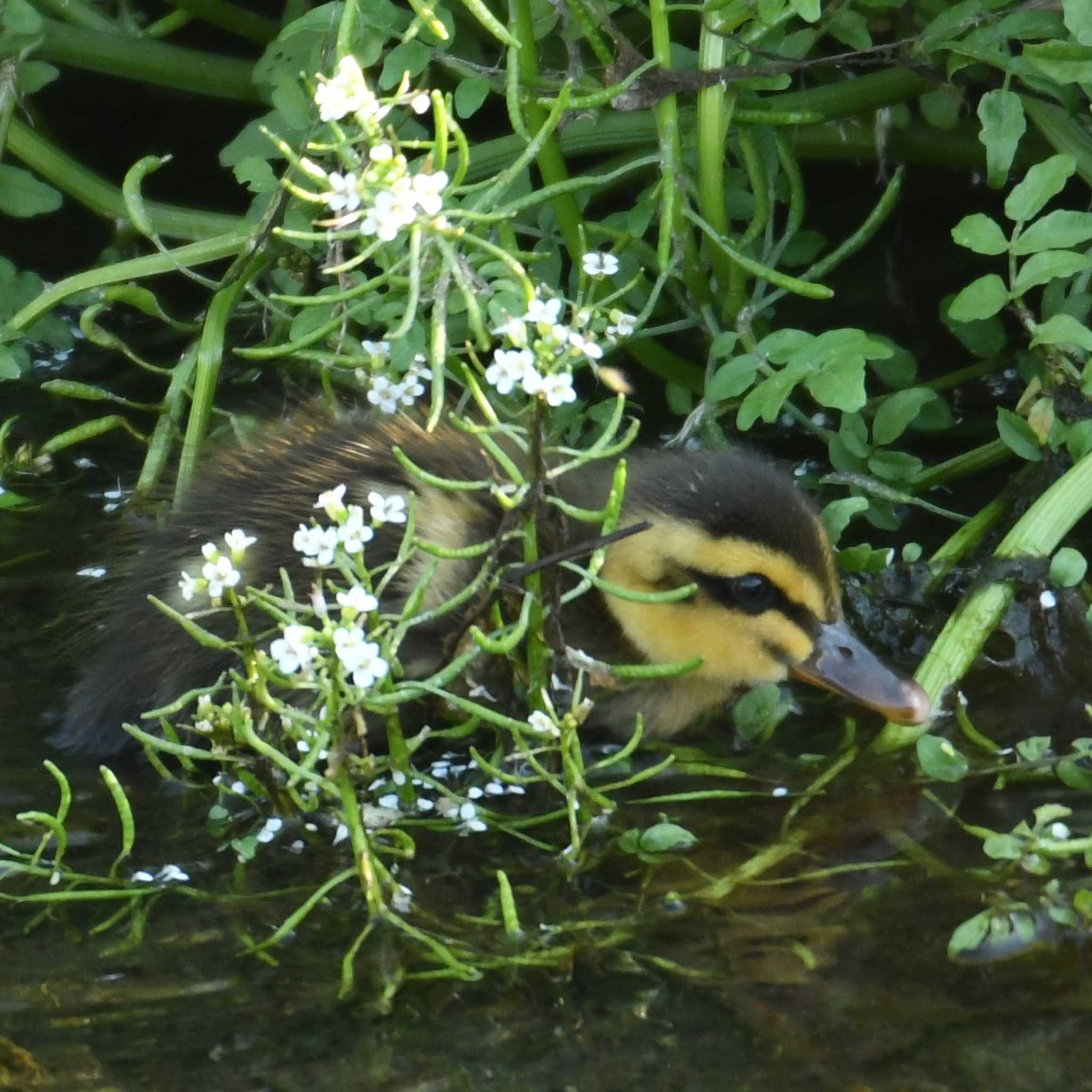 平戸永谷川(横浜市) カルガモの写真