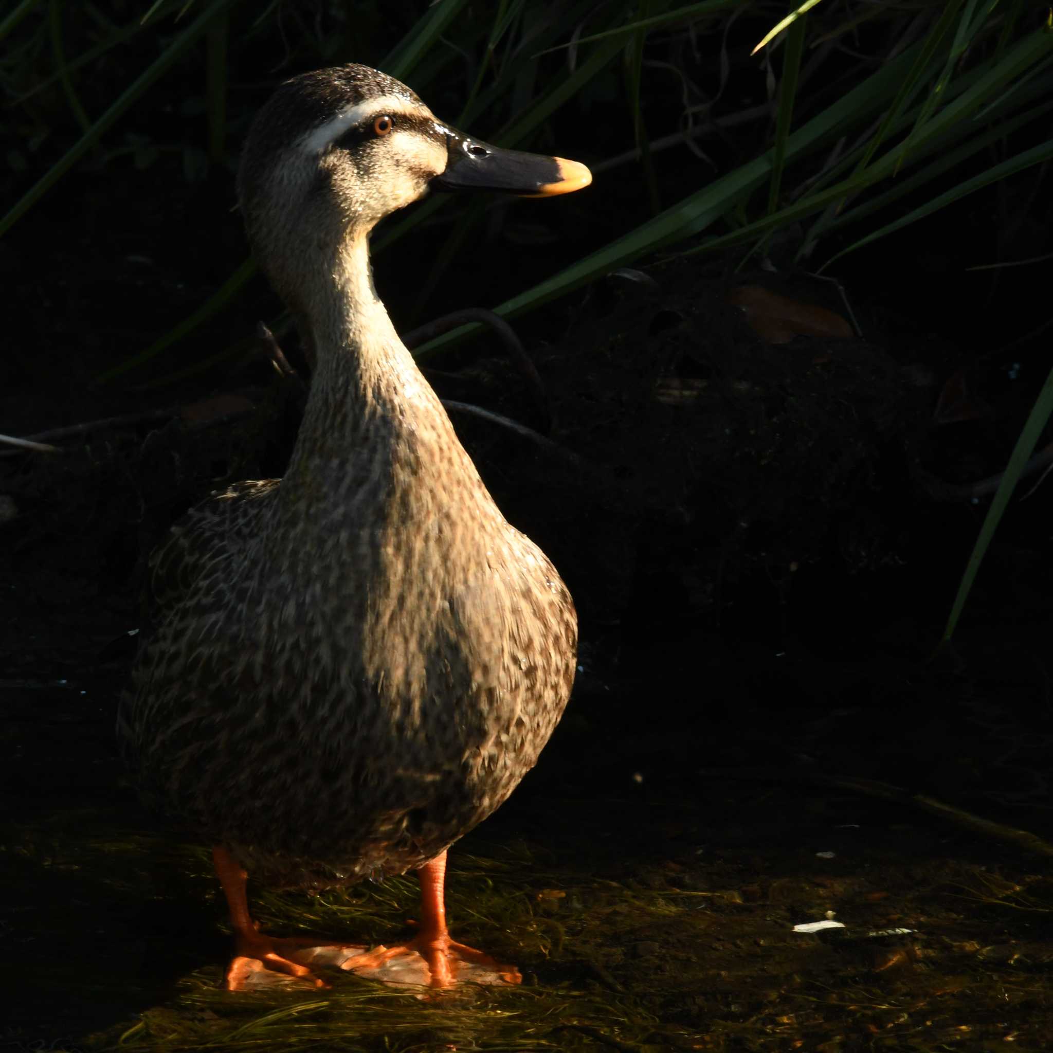 平戸永谷川(横浜市) カルガモの写真