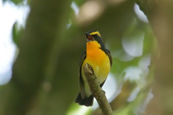 Narcissus Flycatcher 滋賀県甲賀市甲南町創造の森 Tue, 5/2/2023