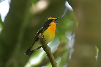 Narcissus Flycatcher 滋賀県甲賀市甲南町創造の森 Tue, 5/2/2023