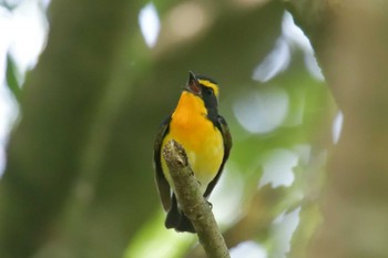 Narcissus Flycatcher 滋賀県甲賀市甲南町創造の森 Tue, 5/2/2023