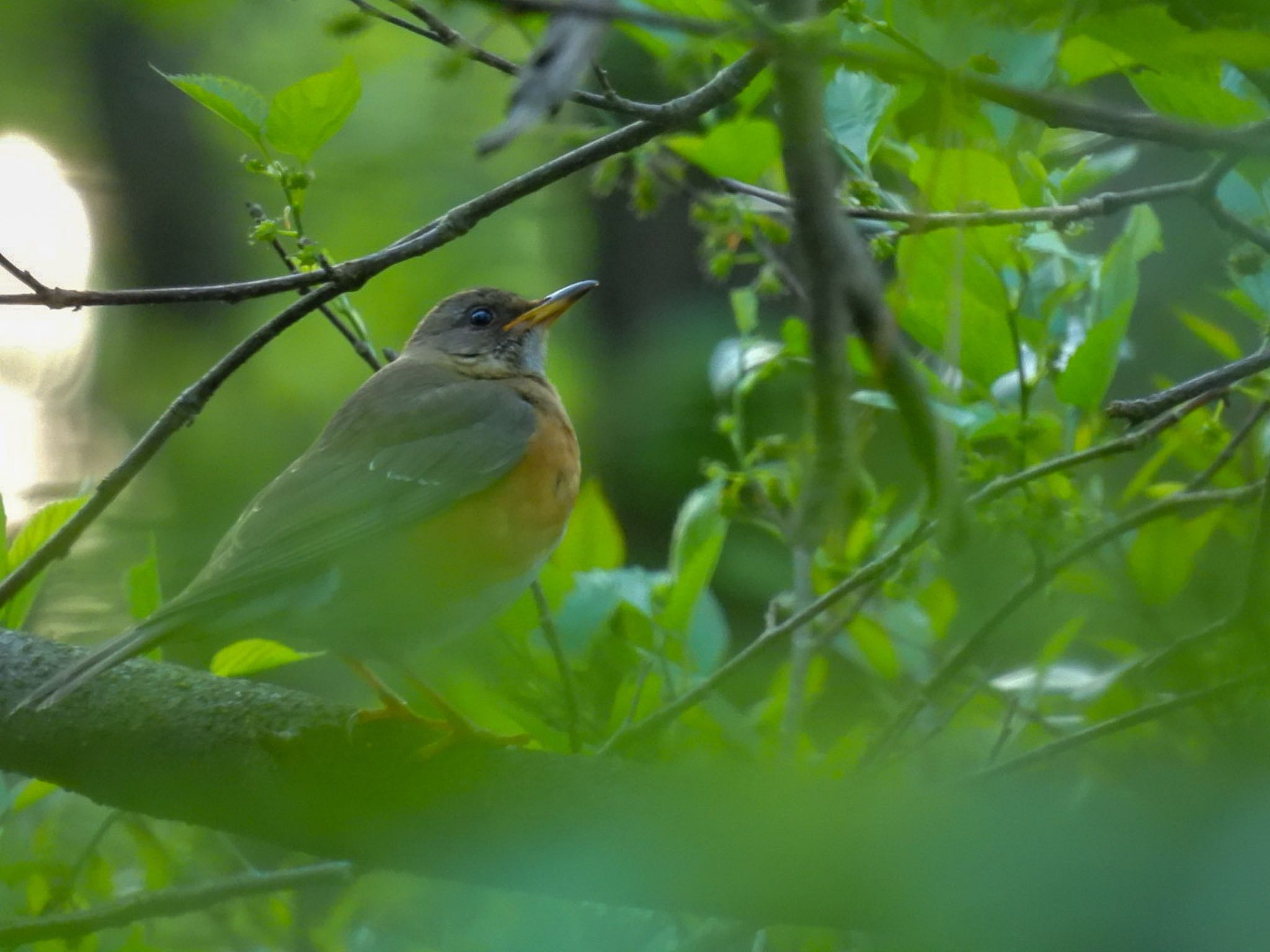 Photo of Brown-headed Thrush at 新潟市西区 by ぽちゃっこ