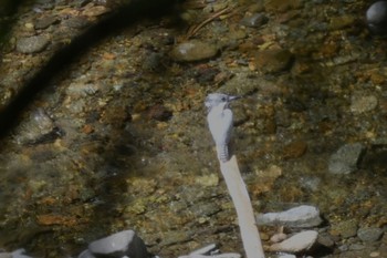 Crested Kingfisher Hayatogawa Forest Road Tue, 5/2/2023