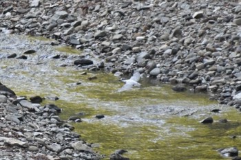 2023年5月2日(火) 早戸川林道の野鳥観察記録