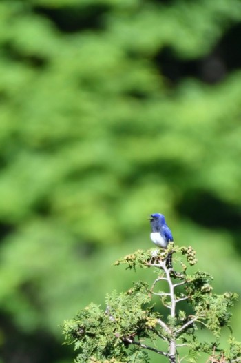 Blue-and-white Flycatcher Hayatogawa Forest Road Tue, 5/2/2023