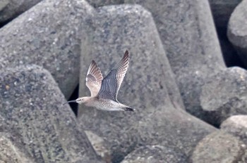 チュウシャクシギ 葛西臨海公園 2023年5月1日(月)