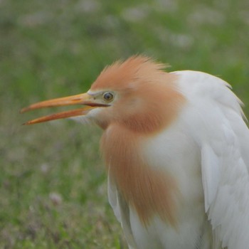 アマサギ 葛西臨海公園 2023年5月1日(月)